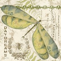 Dragonfly Daydreams A Framed Print