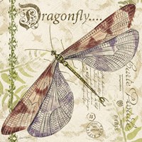 Dragonfly Daydreams B Framed Print