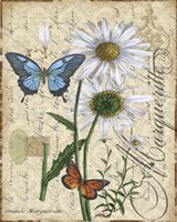 Botanical - Daisey Grande Marqueritte Damask Fine Art Print