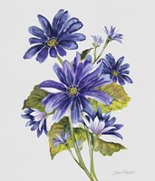 Botanicals 4 Fine Art Print