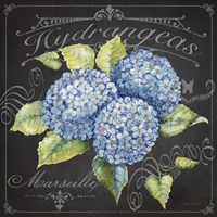 Hydrangeas 1 Fine Art Print