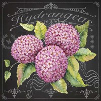 Hydrangeas 2 Fine Art Print