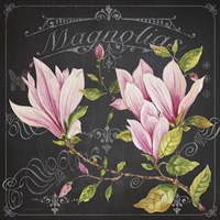 Magnolias 1 Fine Art Print