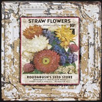 Tin Tile - Straw Flowers Framed Print