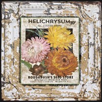 Tin Tile - Helchrysum Fine Art Print