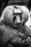 Baboon  Black & White Fine Art Print
