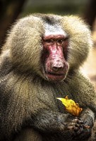 Baboon Fine Art Print