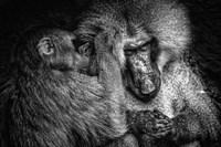 Baboon II Black & White Fine Art Print