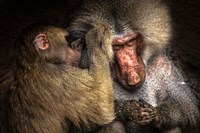 Baboon II Fine Art Print