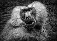 Baboon III Black & White Fine Art Print