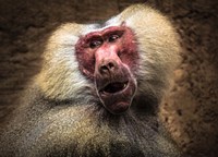 Baboon III Fine Art Print