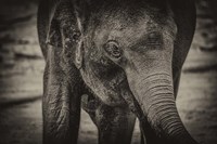 Young Elephant sepia Fine Art Print