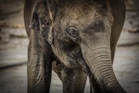 Young Elephant Fine Art Print