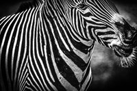 Zebra Black & White Fine Art Print