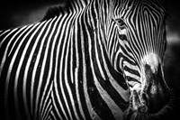 Zebra II Black & White Fine Art Print