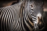 Zebra II Fine Art Print
