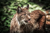 Lynx Tonque Fine Art Print