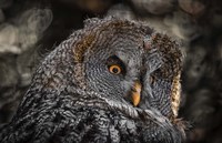 Wisdom Owl Black & White Fine Art Print