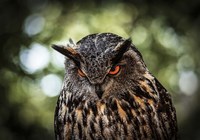 Evil Owl III Fine Art Print