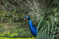 Peacock Showing Off Fine Art Print