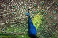 Peacock Showing Off II Fine Art Print
