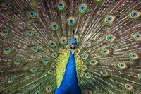 Peacock Showing Off Close Up Fine Art Print