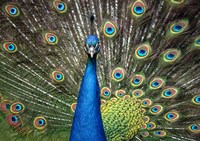 Peacock Showing Off Close Up II Fine Art Print