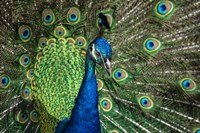 Peacock Showing Off Close Up III Fine Art Print