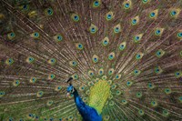 Peacock Showing Off IV Fine Art Print