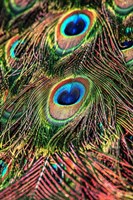 Peacock Feathers Fine Art Print