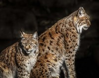 Two Lynxes Fine Art Print