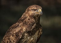 The Predator II Fine Art Print