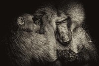 Baboon II Sepia Fine Art Print