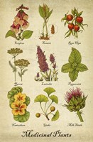 Medicinal Plants Fine Art Print