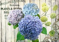 Farm Seed Hydrangeas Fine Art Print