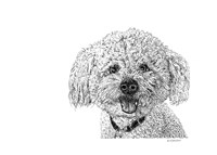 Bichon Fine Art Print