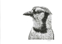 Blue Jay Fine Art Print