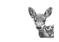 Deer Fine Art Print