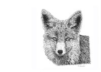 Fox Fine Art Print