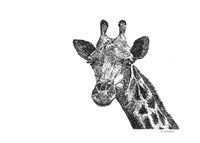 Giraffe Fine Art Print