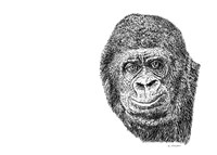 Gorilla Fine Art Print