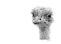 Ostrich Fine Art Print