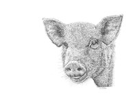 Pig Fine Art Print