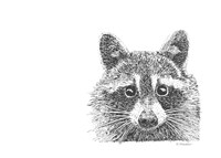 Raccoon Fine Art Print