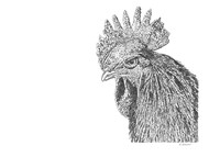 Rooster Fine Art Print