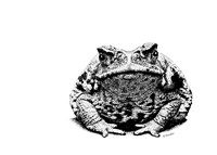Toad Fine Art Print