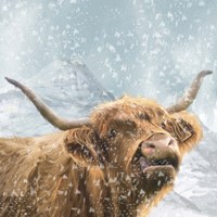 Highland Cow 1 Fine Art Print