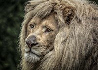 The White Lion Fine Art Print