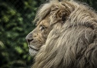 The White Lion Side Fine Art Print