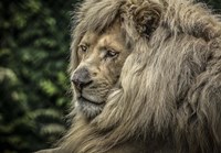 The White Lion Wide Fine Art Print